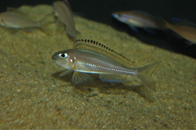 Xenotilapia nasus 'Chituta Bay'